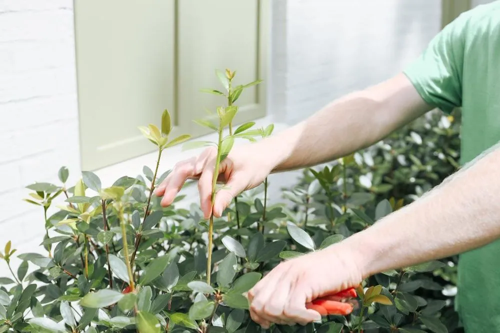 Top-rated yard cleanup service in Germantown, TN - Greenview Landscape Services