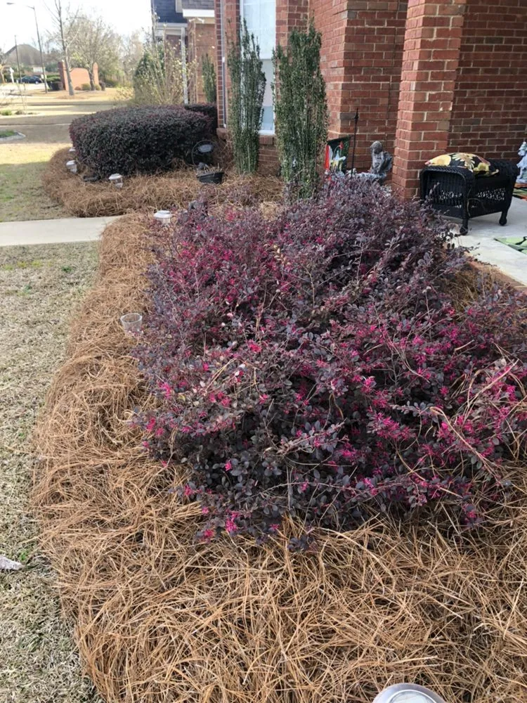 Custom yard maintenance near you in Macon, GA by GreenView Lawn and Landscape