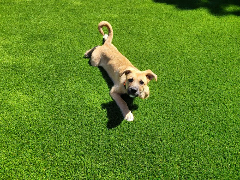 Trusted yard cleanup service experts serving San Diego, CA - Greenview