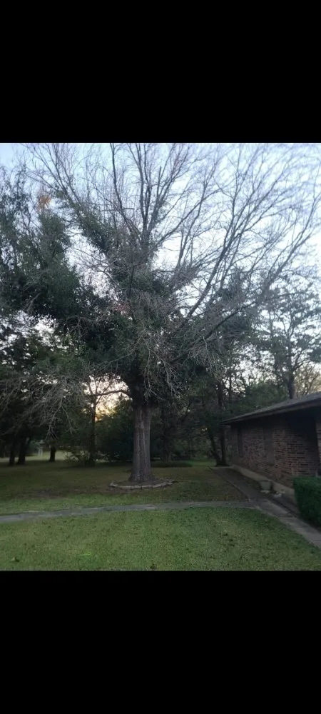 Reliable landscaping services in Greenville, TX by Greenville lawn care & Tree Services