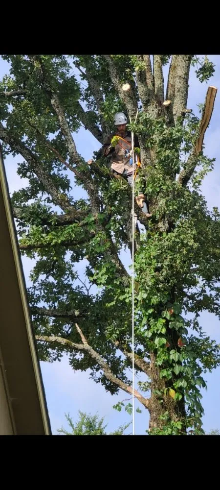 Professional landscape design for outdoor upgrades in Greenville, TX by Greenville lawn care & Tree Services