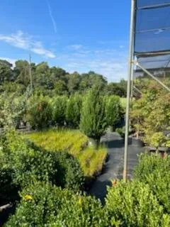 Expert residential landscaping experts serving Greenville, SC - Greenville Outdoor Living