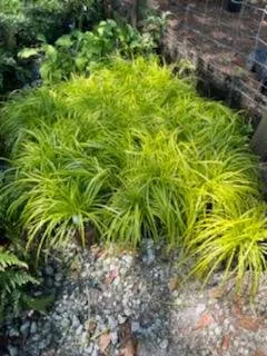 Local yard maintenance for outdoor upgrades across Greenville, SC - Greenville Outdoor Living