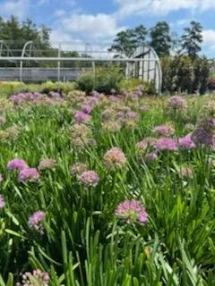 Top-rated landscaping services for homes across Greenville, SC - Greenville Outdoor Living