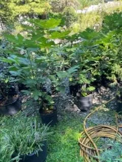 Reliable lawn mowing service experts serving Greenville, SC - Greenville Outdoor Living