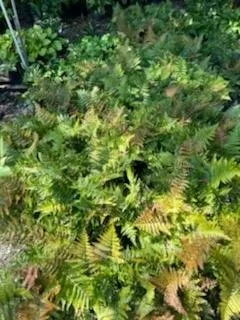 Top-rated landscape design experts serving Greenville, SC - Greenville Outdoor Living