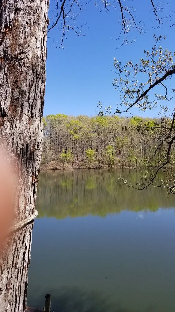 Local lawn care service for homes in Poplar Bluff, MO by Greenwall And Sons Tree Care