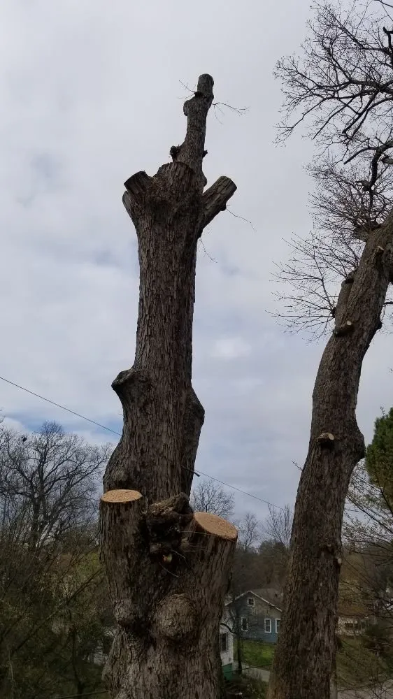 Local landscaping services for beautiful yards in Poplar Bluff, MO by Greenwall And Sons Tree Care