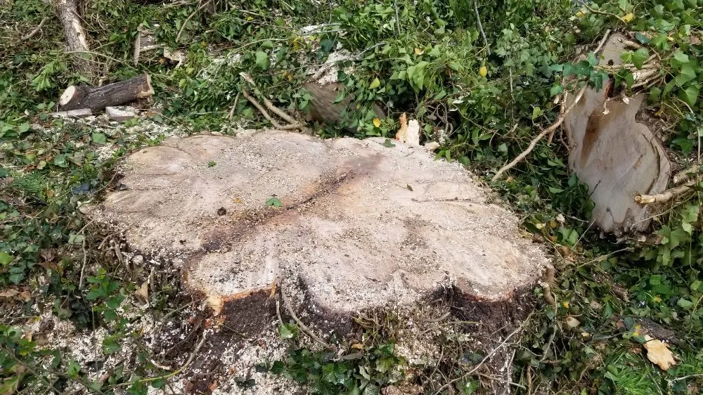 Trusted yard maintenance with custom design in Poplar Bluff, MO by Greenwall And Sons Tree Care