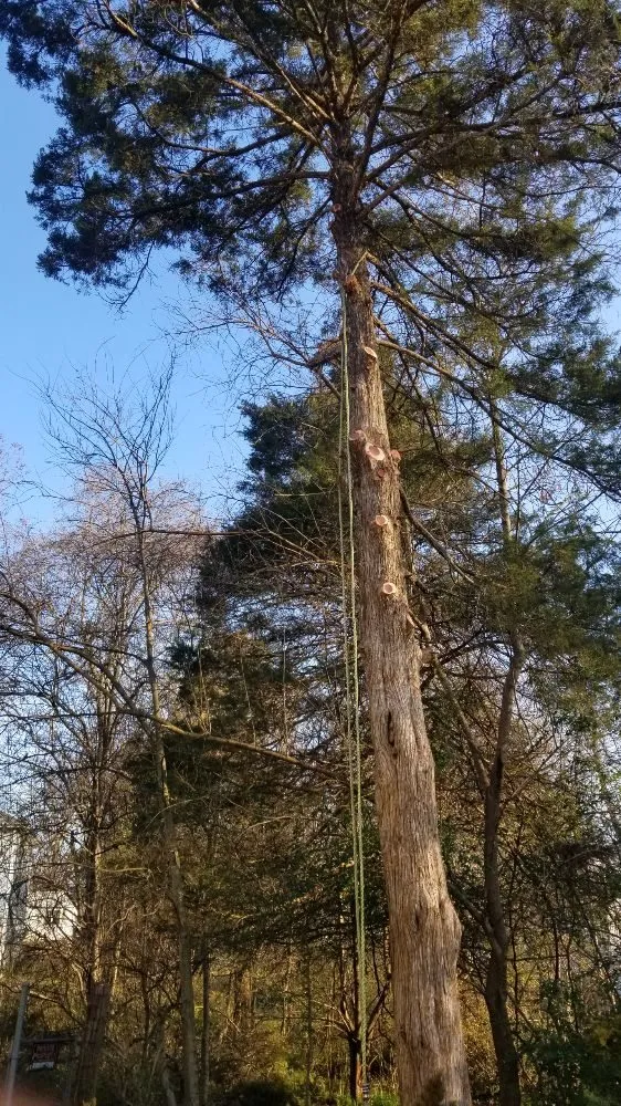 Trusted yard cleanup service in Poplar Bluff, MO by Greenwall And Sons Tree Care