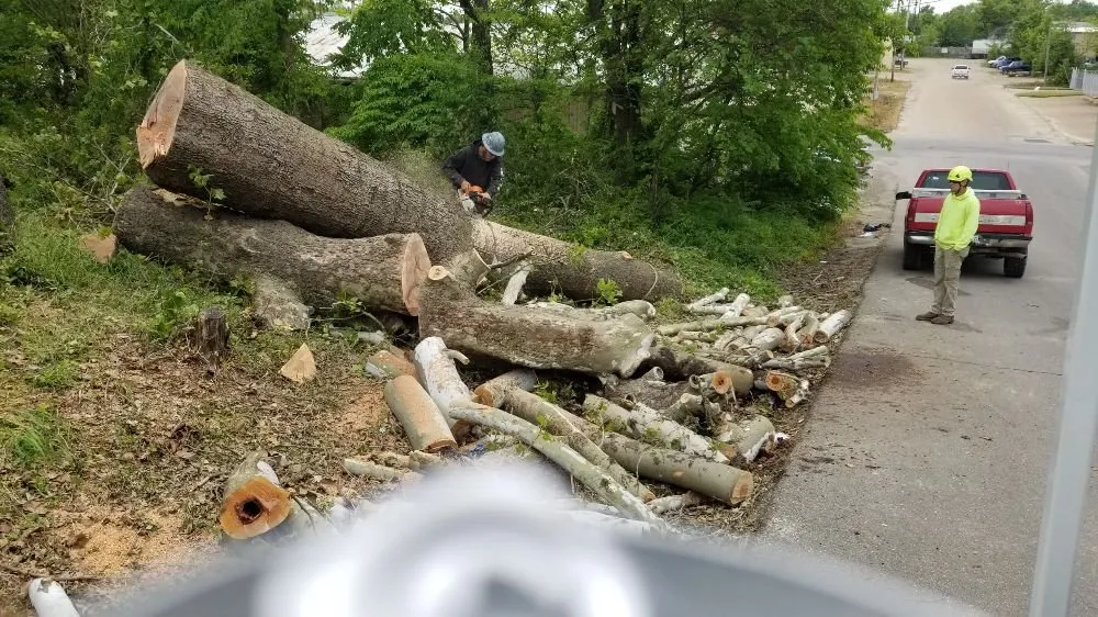 Affordable yard maintenance in Poplar Bluff, MO - Greenwall And Sons Tree Care