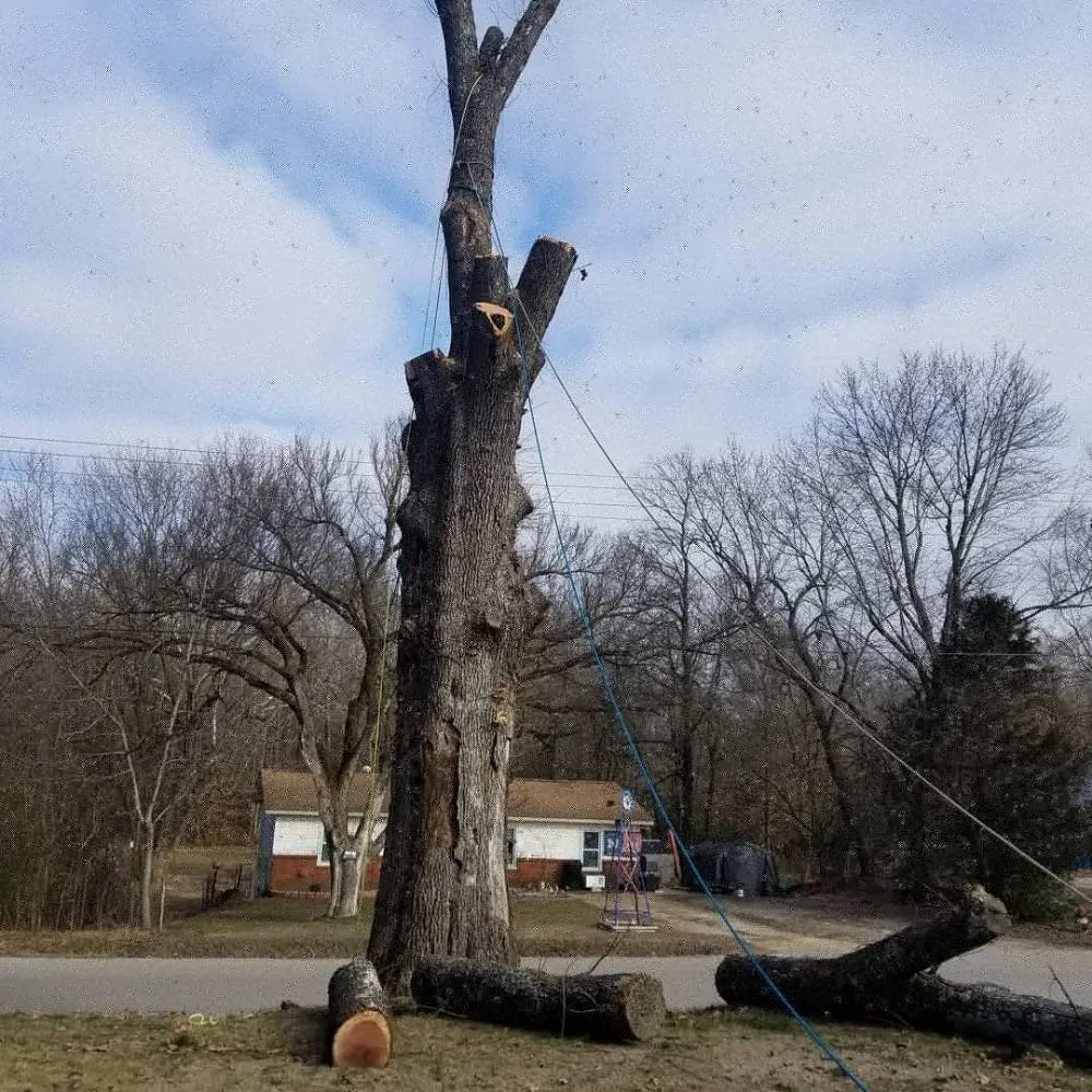 Custom lawn care service for beautiful yards across Poplar Bluff, MO - Greenwall And Sons Tree Care