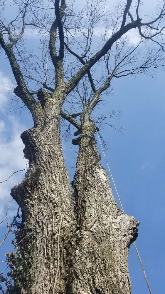 Expert lawn care service in Poplar Bluff, MO - Greenwall And Sons Tree Care