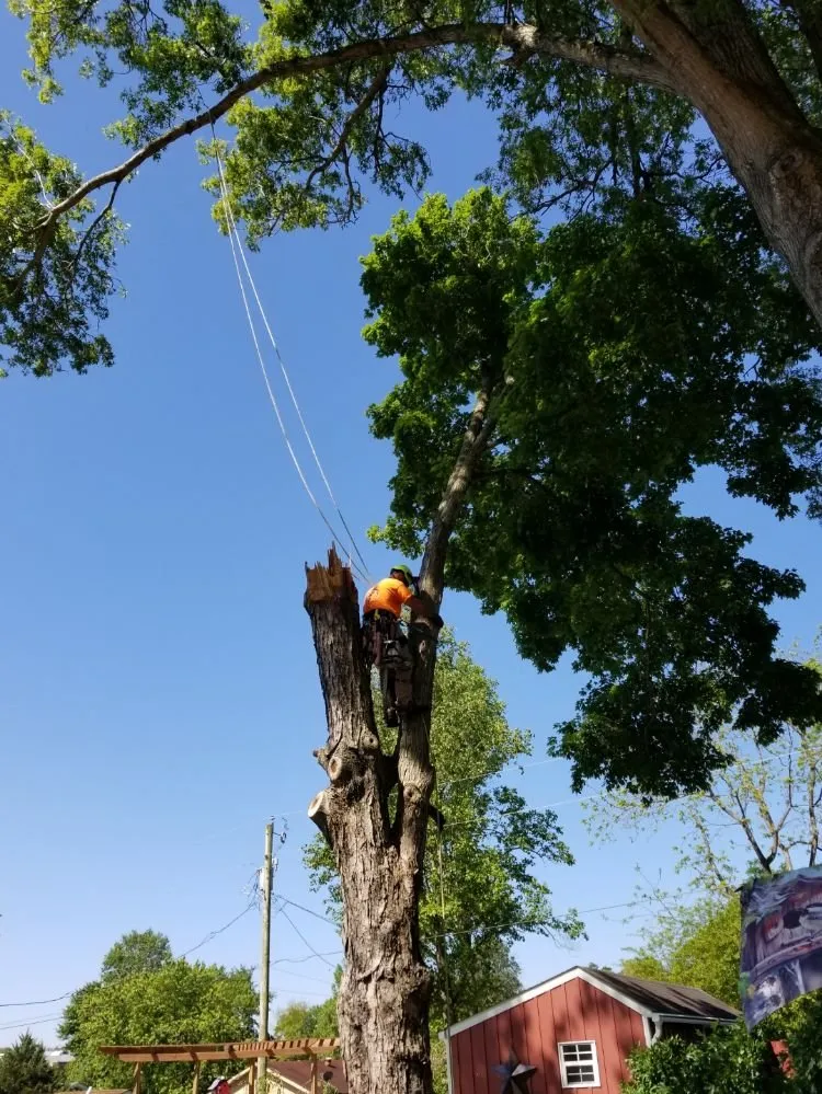 Custom residential landscaping in Poplar Bluff, MO by Greenwall And Sons Tree Care