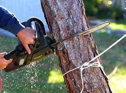 Custom yard cleanup service for homes in Cinebar, WA by Greenwater Servicing