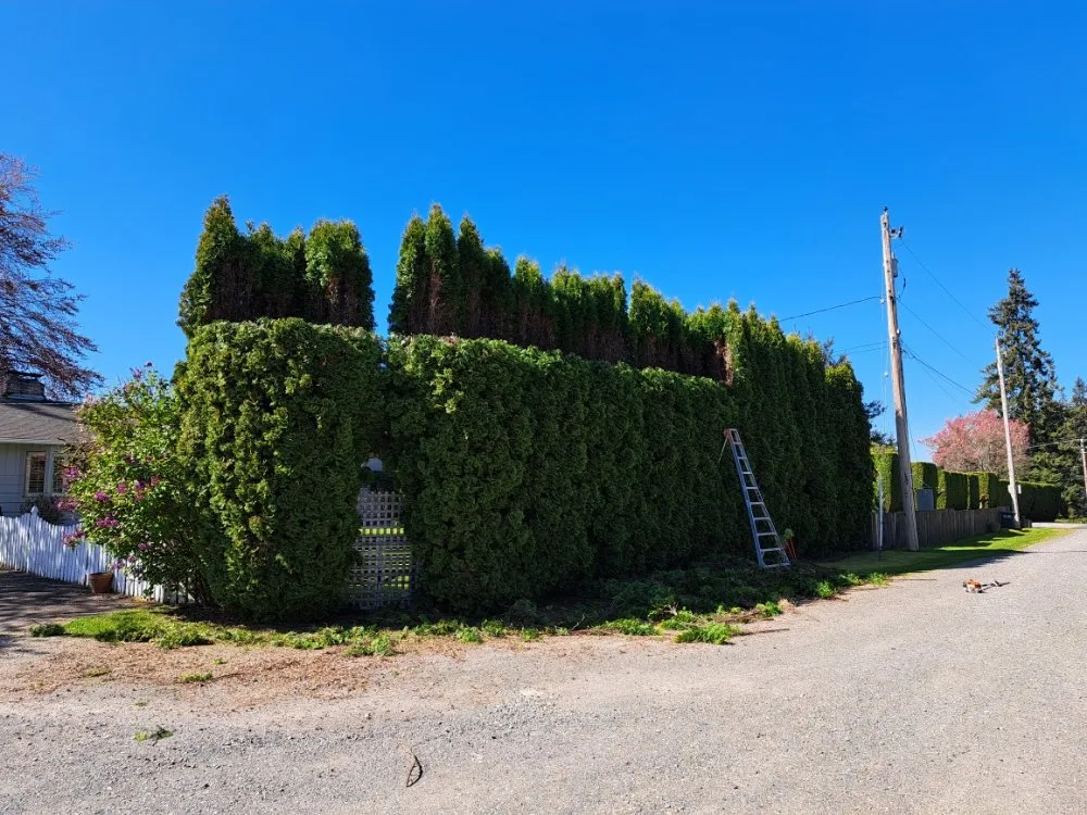 Expert yard cleanup service in Graham, WA - Greenwave Landscaping And Lawn Services