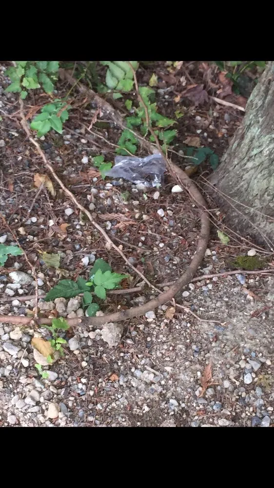 Expert lawn care service for beautiful yards across Snohomish, WA - Greenway Landscape Design & Service