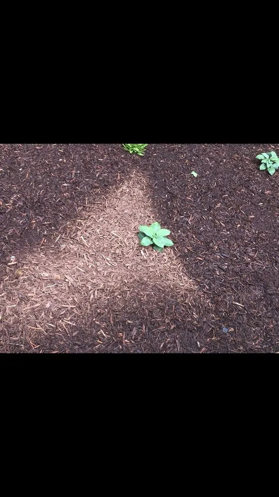 Local yard maintenance experts serving Snohomish, WA - Greenway Landscape Design & Service