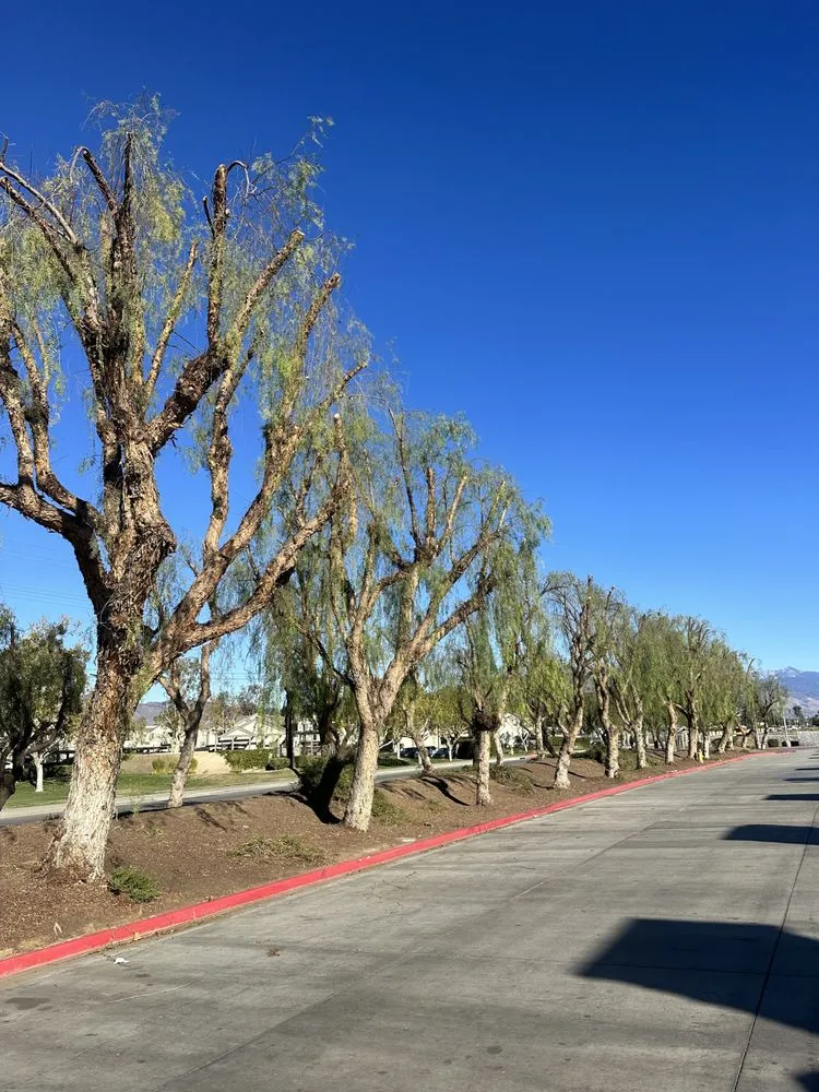 Custom yard maintenance experts serving Lake Elsinore, CA - Greenway Landscape