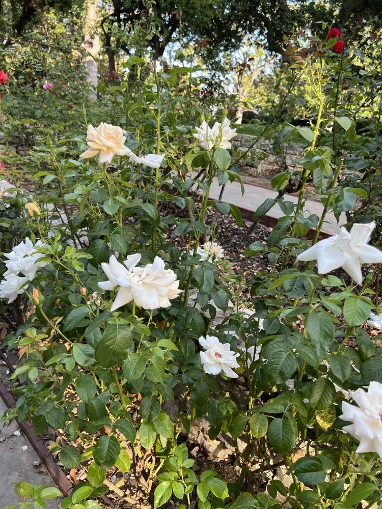 Local residential landscaping in Lake Elsinore, CA by Greenway Landscape
