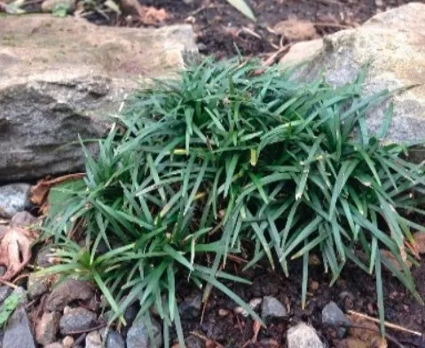 Custom residential landscaping experts serving Daytona Beach, FL - Greenway Lawn and Landscape Design