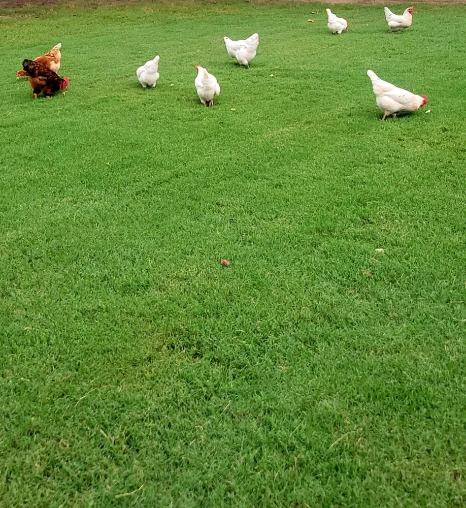 Expert yard maintenance in Doddsville, MS - Greenway Lawn Services