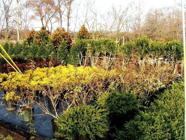 Trusted landscaping services experts serving Milan, TN - Greenway Nursery