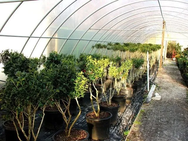 Expert landscaping services in Milan, TN - Greenway Nursery