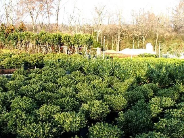 Professional lawn mowing service in Milan, TN - Greenway Nursery