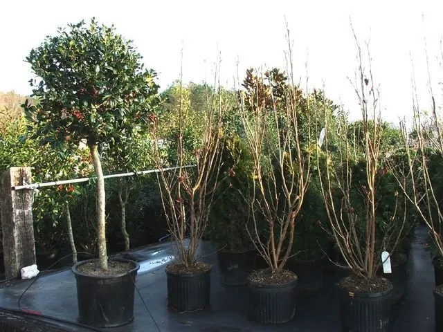 Trusted lawn care service near you in Milan, TN by Greenway Nursery