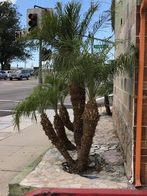 Top-rated garden landscaping for residential properties in Long Beach, CA by Greenwest Landscaping