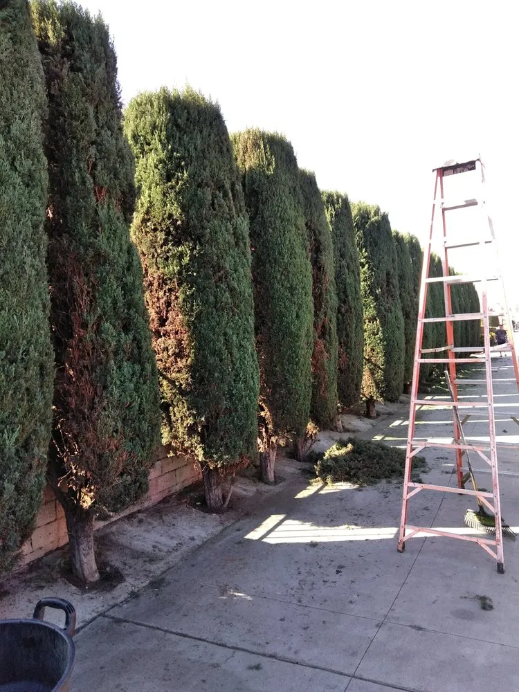 Top-rated landscape installation in Long Beach, CA - Greenwest Landscaping