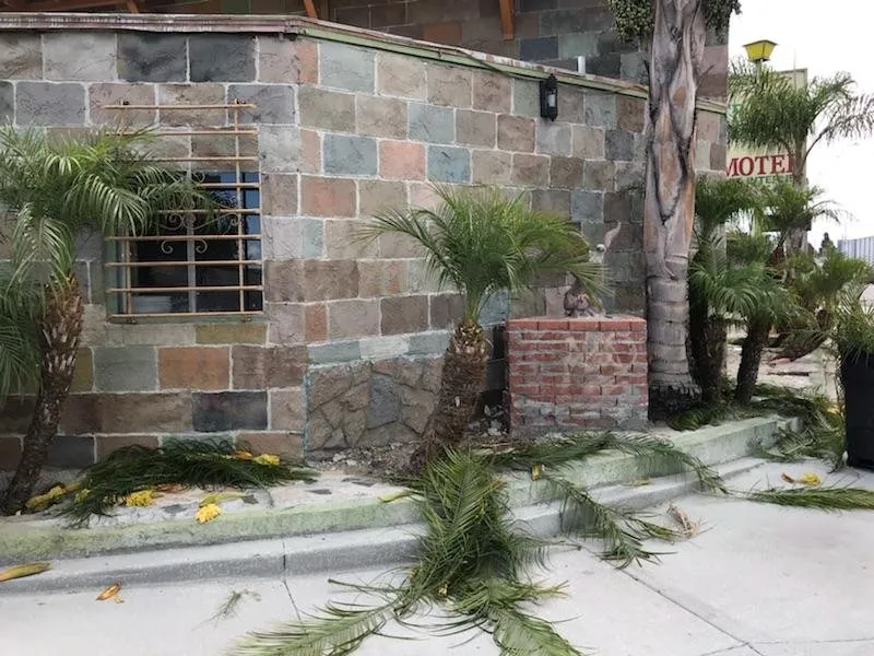 Trusted yard cleanup service in Long Beach, CA by Greenwest Landscaping
