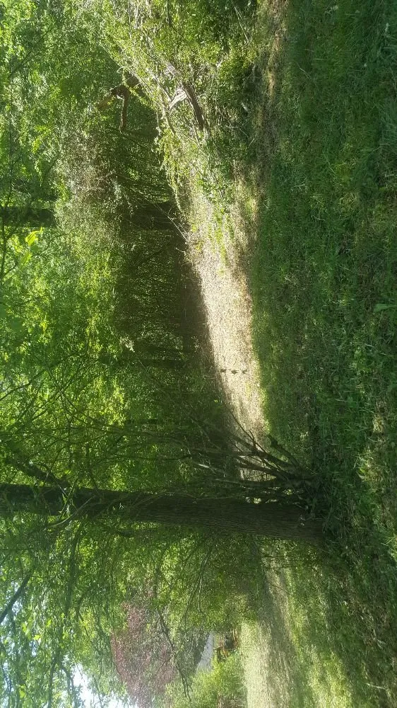 Affordable outdoor landscaping in Pinson, AL - Greenwill lawn control