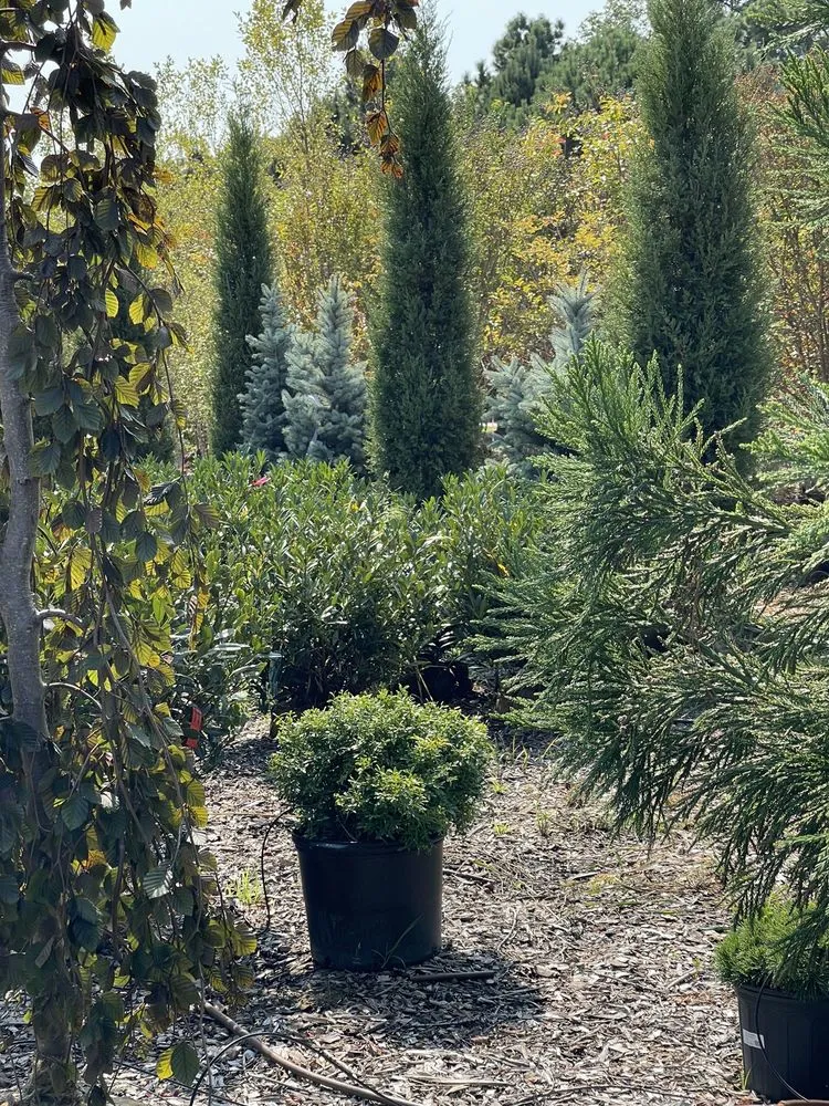 Local landscaping services for outdoor upgrades across Queenstown, MD - Greenwood Creek Nursery