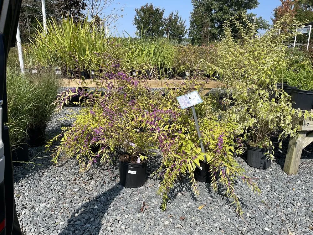 Professional outdoor landscaping experts serving Queenstown, MD - Greenwood Creek Nursery