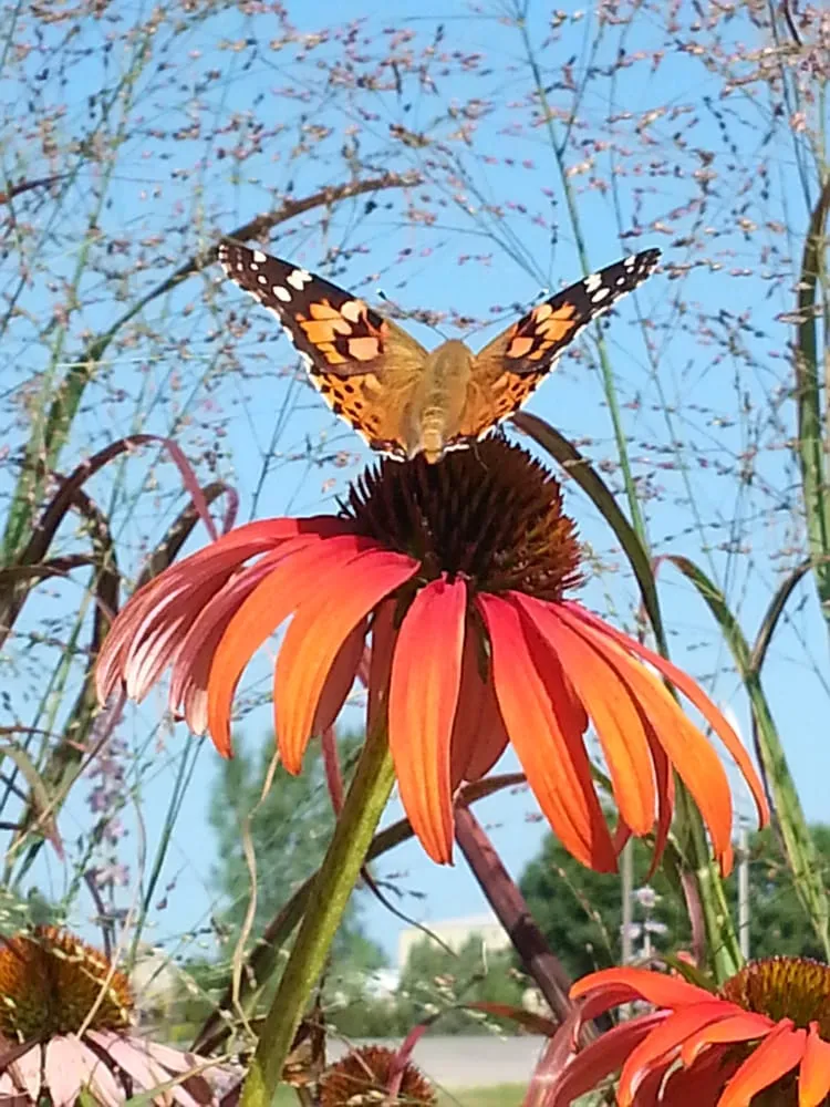 Top-rated garden landscaping in Marshall, MN by Greenwood Nursery