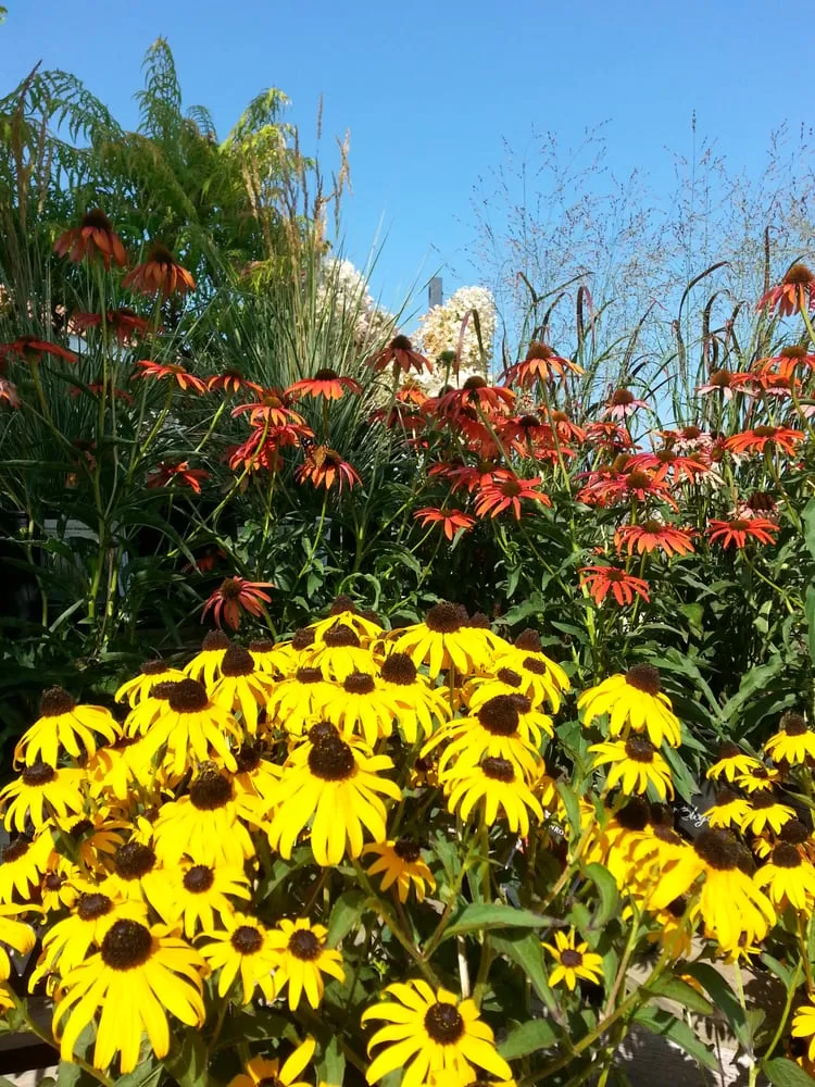 Professional yard cleanup service near you in Marshall, MN by Greenwood Nursery