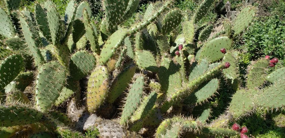 Local lawn care service in Marshall, MN by Greenwood Nursery