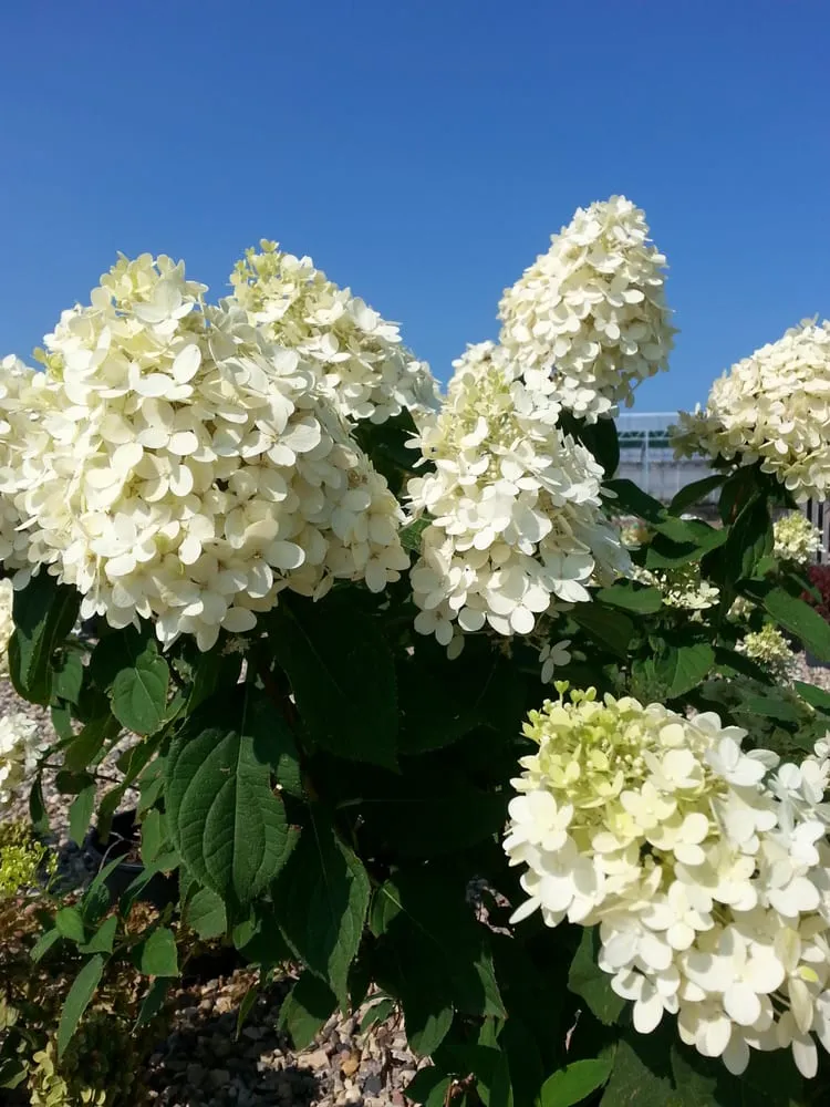 Professional residential landscaping in Marshall, MN by Greenwood Nursery