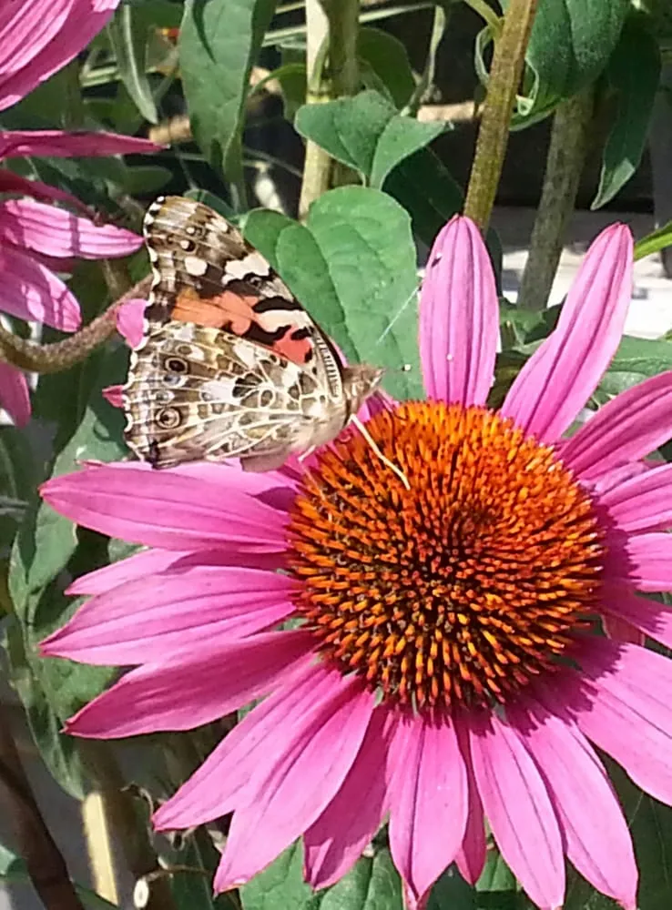 Professional lawn mowing service for year-round maintenance across Marshall, MN - Greenwood Nursery