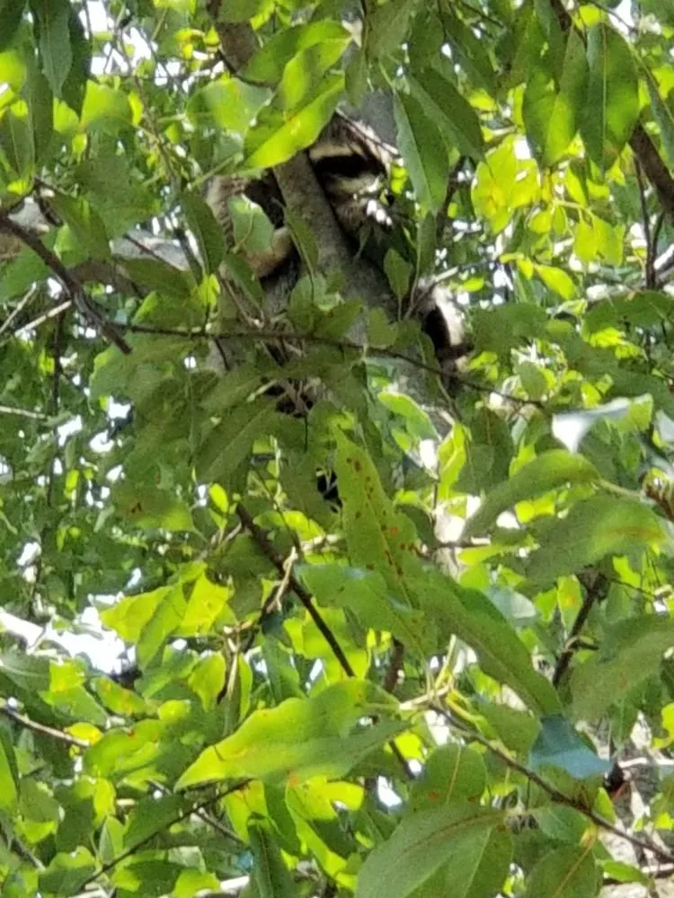 Local landscape installation in Chester, NY by Greenwood Tree Service & Landscaping