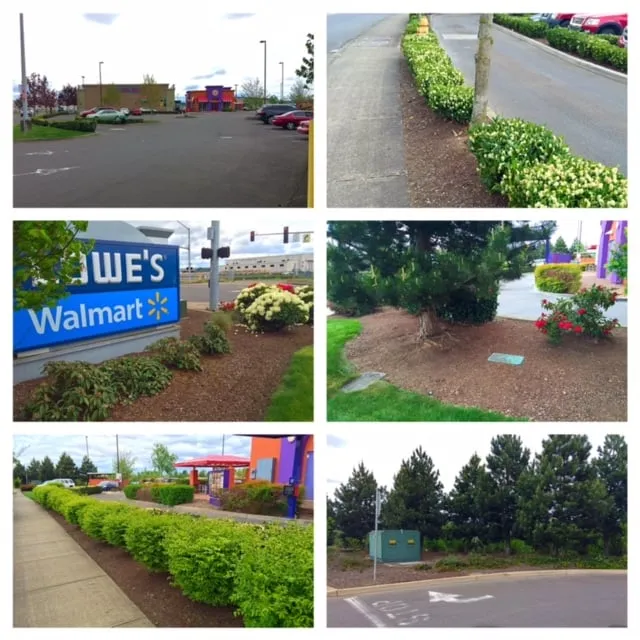 Professional yard cleanup service experts serving Salem, OR - Greenworks Landcare