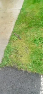 Greenworks Landcare Logo