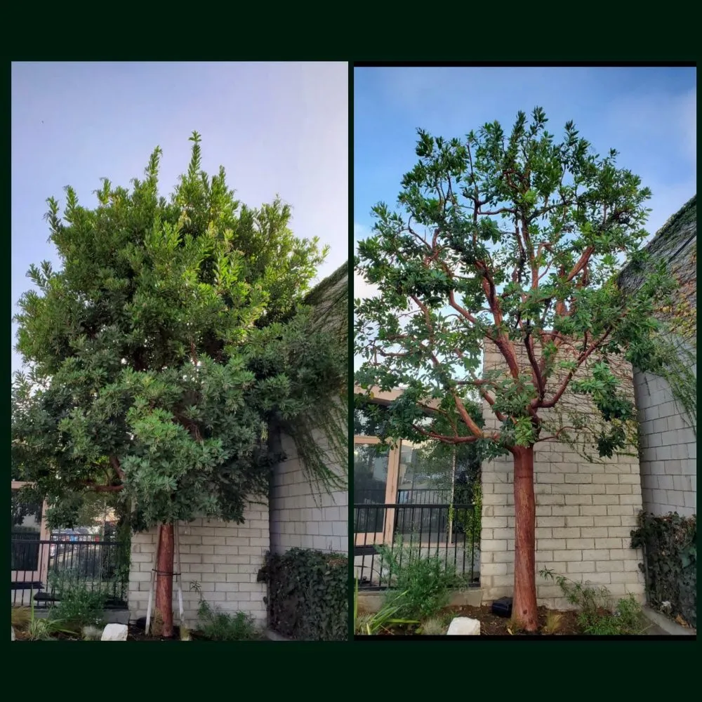 Trusted yard maintenance in Redondo Beach, CA - GreenWorks Landscaping