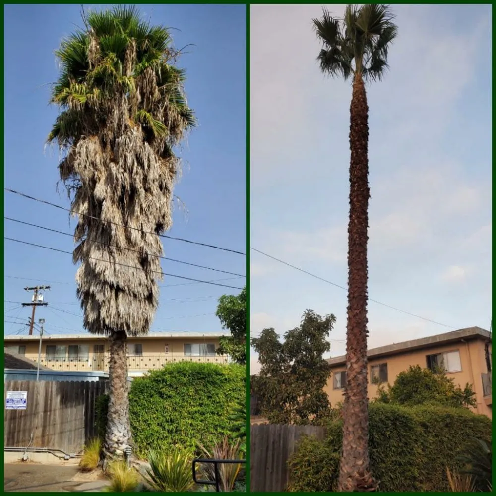 Custom lawn care service experts serving Redondo Beach, CA - GreenWorks Landscaping