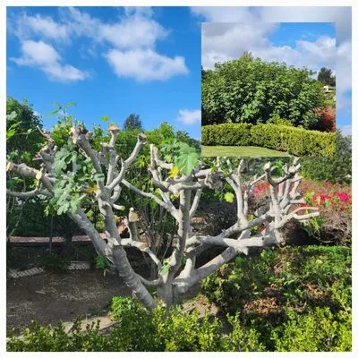 GreenWorks Landscaping