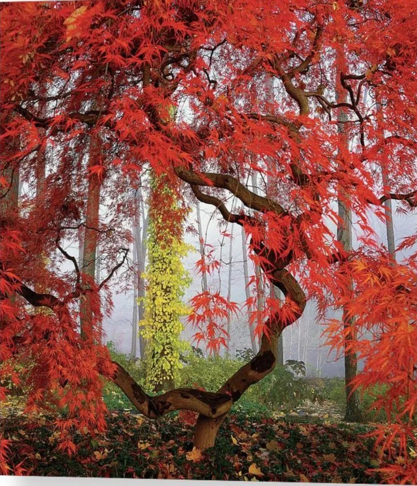 Top-rated residential landscaping for homes in Trophy Club, TX by Greenworks Lawn & Landscape