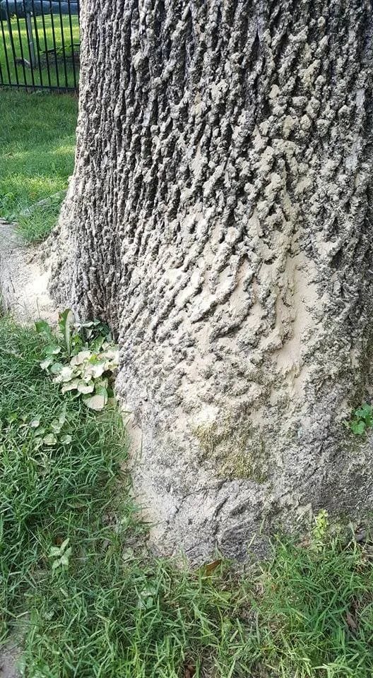 Top-rated yard maintenance in Jeffersonville, IN - Greenworks Lawn Landscape & Trees