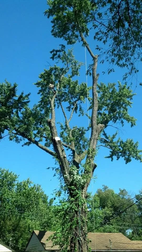 Professional yard cleanup service near you across Jeffersonville, IN - Greenworks Lawn Landscape & Trees
